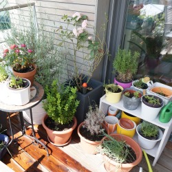 Pots and Plants